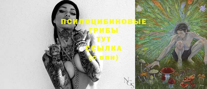 Галлюциногенные грибы Psilocybe  Апатиты 